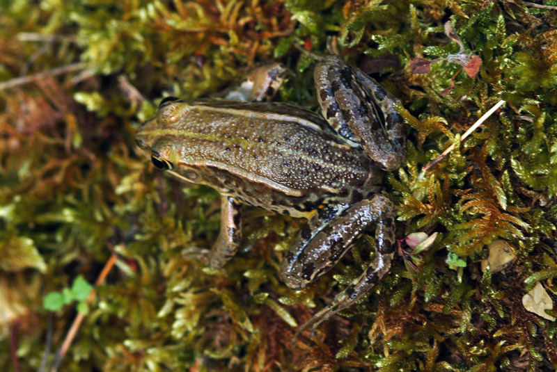 Determinazione rana - Pelophylax sp. (Livorno)